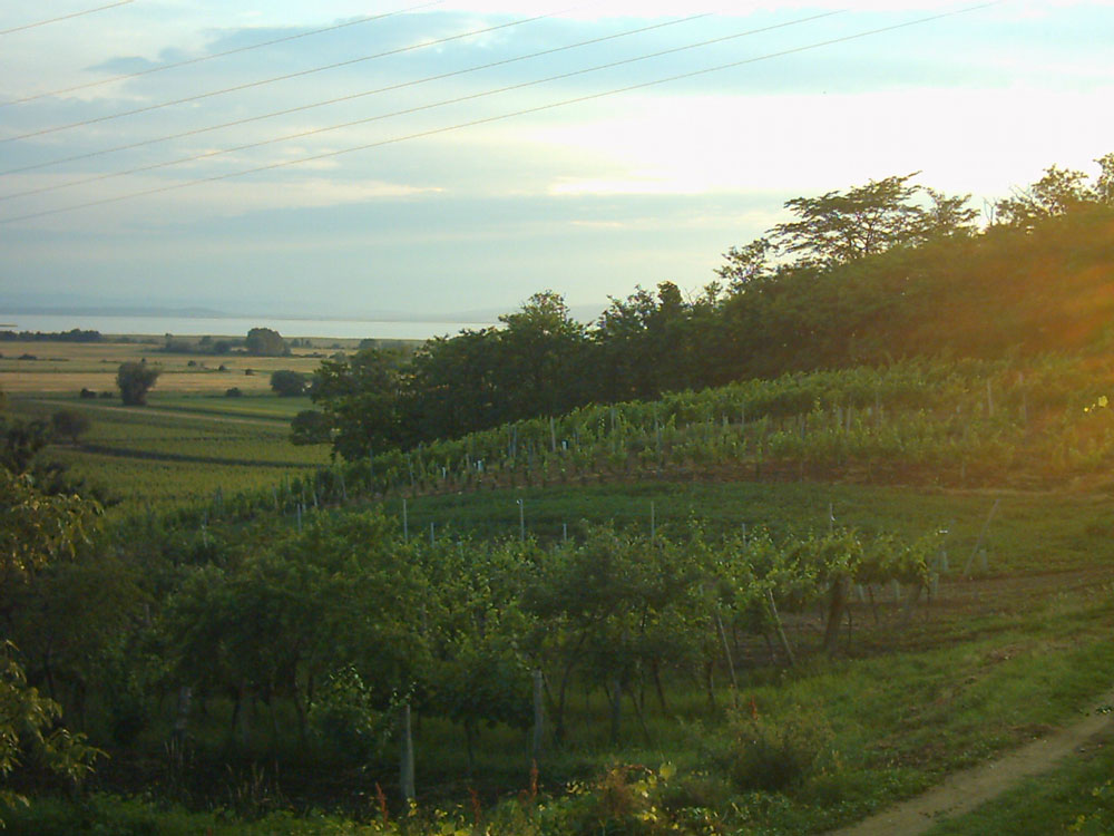 BIO-Weingut BERNTHALER+BERNTHALER Weincharakter Lagen Ungerberg